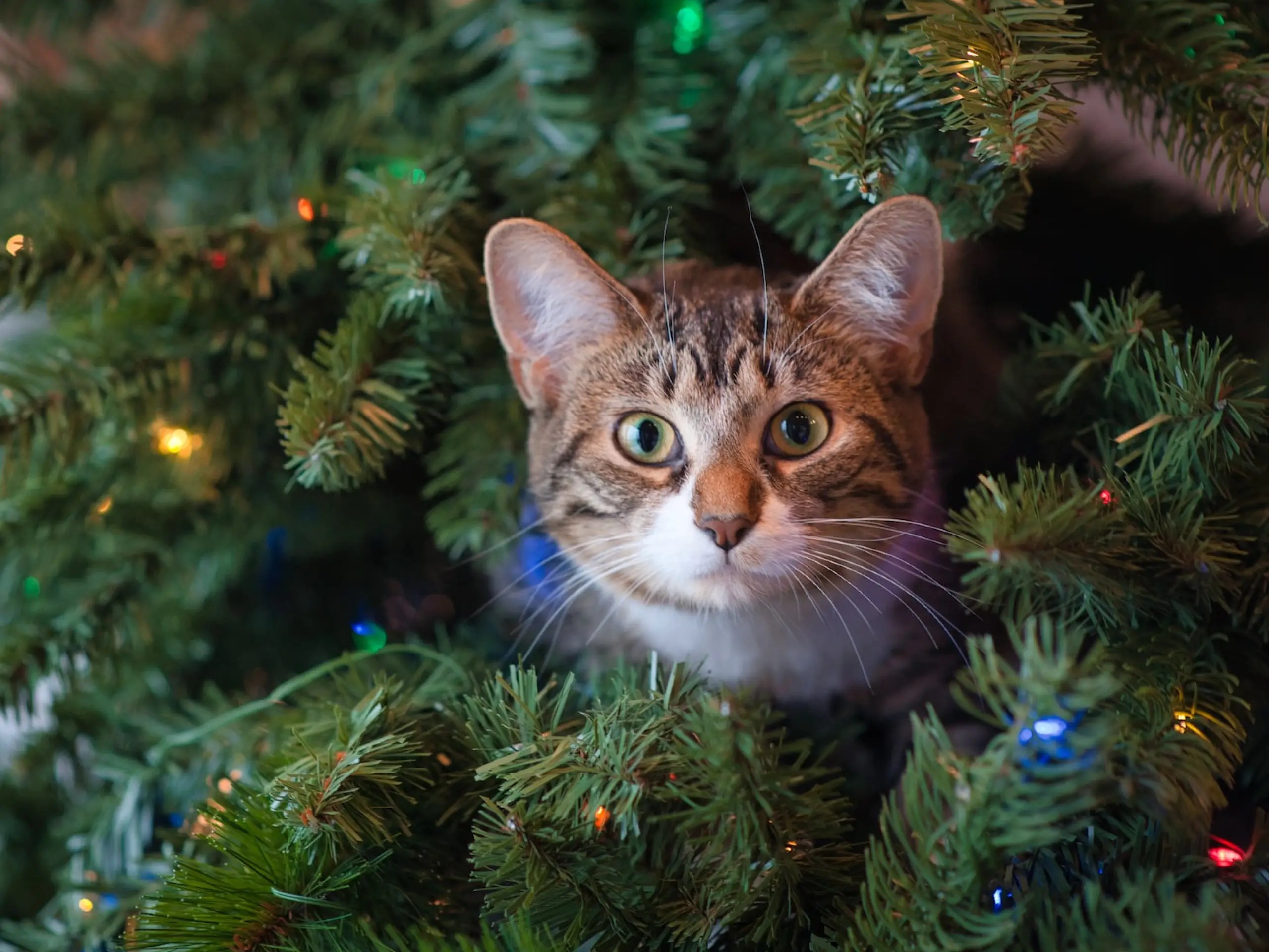 10 tips for keeping your cat and tree safe this Christmas